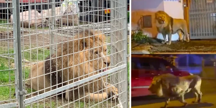 lion escaped circus italy​