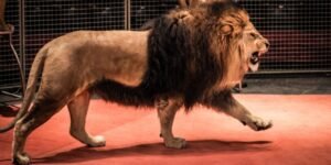 lion escaped circus italy​